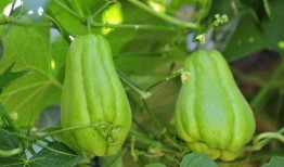 海南佛手瓜怎么吃,海南佛手瓜的多样食法探索