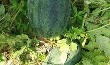 吃瓜了周围痛,揭秘娱乐圈的疼痛与真相