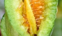 今天吃羊角蜜瓜,羊角蜜瓜美食之旅