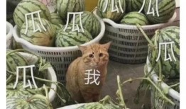 吃八卦瓜图片,吃瓜群众眼中的明星八卦风云