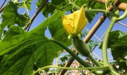 云浮新兴吃瓜,探寻瓜果飘香的美食新天地