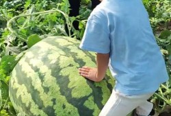 吃瓜大赛横版,一场视觉盛宴的狂欢之旅