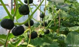 吃瓜留子简略,揭秘娱乐圈幕后故事