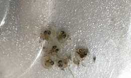 青鳉吃瓜,瓜果飘香中的生态美味之旅