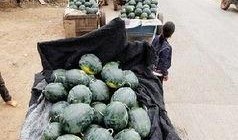 新疆博乐吃瓜事件,一场引发热议的街头冲突