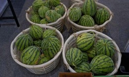 常熟谢桥吃瓜,探寻吃瓜文化的独特魅力