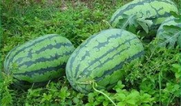 春天吃三瓜,西瓜、黄瓜、苦瓜的春季食养之道