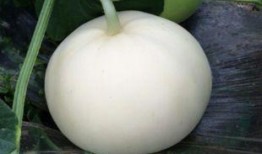 减肥吃小梨瓜,轻松享瘦的秘密武器