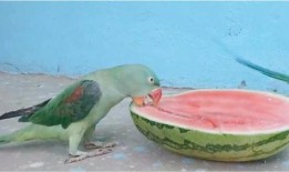 吃瓜吃的甜样子很好看,捕捉瓜味生活之美