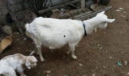 来姨妈可不可以吃羊瓜,羊瓜食用指南”