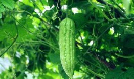 每日一诵吃瓜,品味瓜界风云，笑谈人间百态