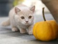 猫吃兰瓜,兰瓜成为猫咪新宠