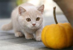 猫吃兰瓜,兰瓜成为猫咪新宠