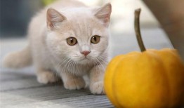 猫吃兰瓜,兰瓜成为猫咪新宠