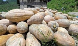 善逸吃瓜,揭秘娱乐圈背后的那些事儿