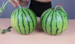 瓜子瓜子瓜吃西瓜,瓜子瓜吃西瓜的欢乐时光