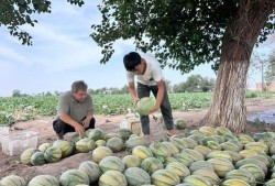 每日一诵吃瓜,品味瓜界风云，笑谈人间百态