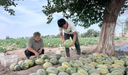 每日一诵吃瓜,品味瓜界风云，笑谈人间百态